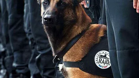 Diesel, cainele-erou din asaltul de la Saint-Denis