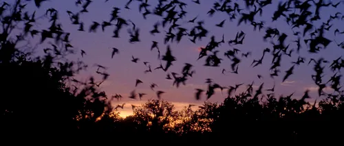 Zeci de lilieci au fost descoperiți în spatele unui aparat de aer condiționat din Pipera
