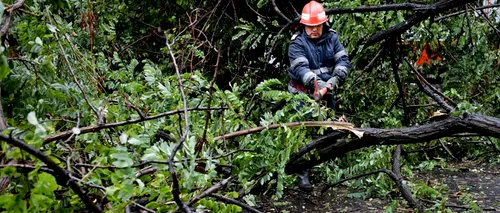 Suceava: Două persoane au murit după ce un copac rupt de vânt a căzut peste ele