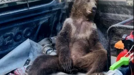 VIDEO | Un pui de urs brun din Turcia s-a intoxicat cu „miere halucinogenă”. Albinele care au produs-o consumaseră nectar dintr-o anumită plantă