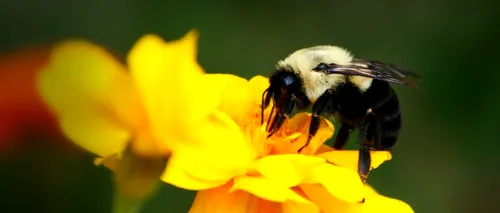 Studiu: câmpurile electromagnetice generate de liniile de înaltă tensiune afectează abilitatea albinelor de a învăța și le fac mai agresive