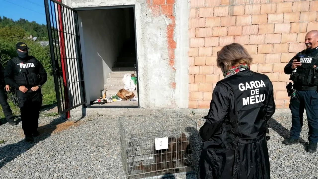 Ministrul Mediului, după descoperirea puiului de urs ținut captiv: „Este un act de cruzime” - FOTO