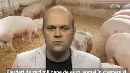 Pesta porcină africană face ravagii în județul Brăila: Am închis, de unde să mai plătesc oamenii, de unde să luăm marfă? Ne-a distrus pe toți! 