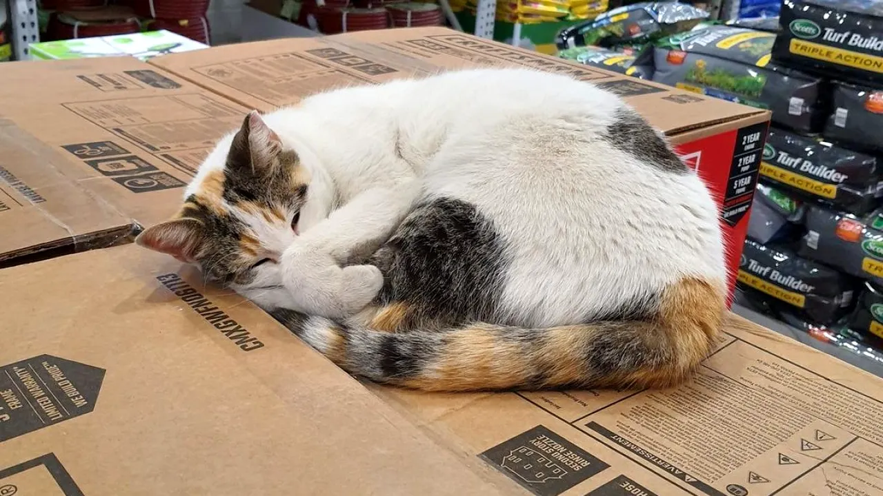 O pisică dispărută a fost găsită la 145 de kilometri distranță. Animalul a fost căutat cu drone