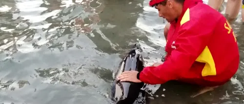 Un pui de delfin a ajuns la malul plajei din Mamaia. Mamiferul a fost salvat de către turiști și salvamari