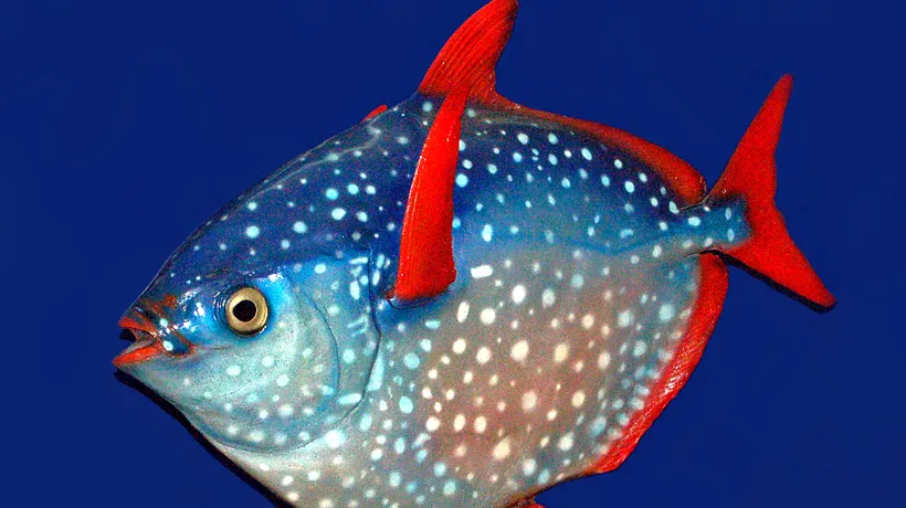 A fost descoperit un pește unic în lume