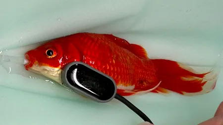 Cât a costat cea mai BIZARĂ operație