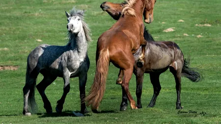 De ce vrea primarul din Anina să scoată la licitație caii sălbatici pe care îi prinde pe câmp