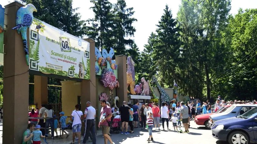 Incident la Zoo Sibiu: Un copil de doar trei ani a fost lovit  în cap de un măgar 
