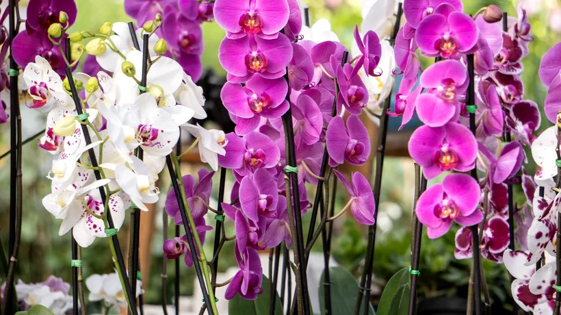 Cum să îngrijești orhideea pentru ca ea să înflorească de trei ori pe an