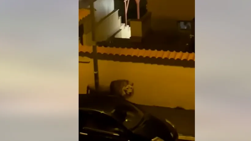 Un leu a scăpat de la circ și s-a plimbat pe străzile unui oraș italian. Animalul a fost sedat, dar a reușit să scape / „Am găsit ușa deschisă”