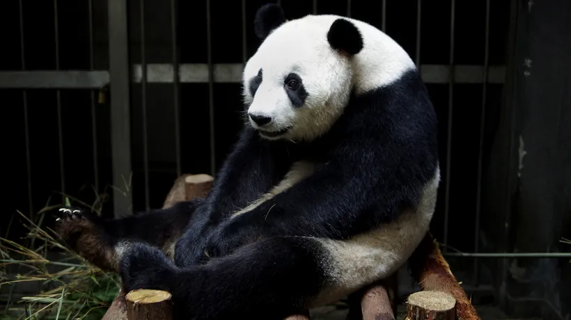 O ursoaică panda a mimat o sarcină pentru a fi răsfățată și mai mult de îngrijitori