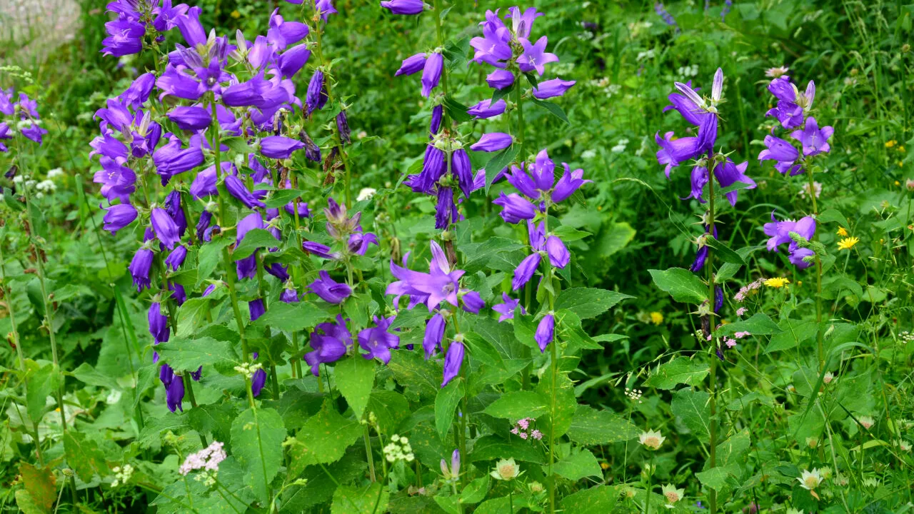 Cea mai otrăvitoare plantă din Europa. Unde se află, cum o recunoști și de ce să o eviți