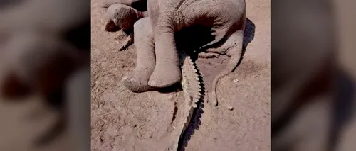 O confruntare între un elefant și un crocodil a avut un final neașteptat | FOTO
