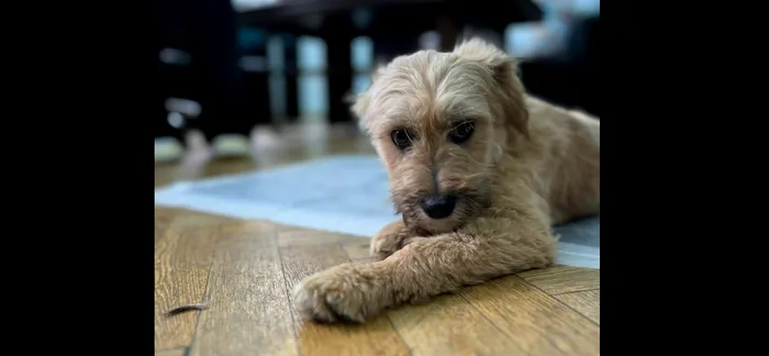 Cel mai mare târg de adopții de animale / Sursa foto: Facebook ASPA București