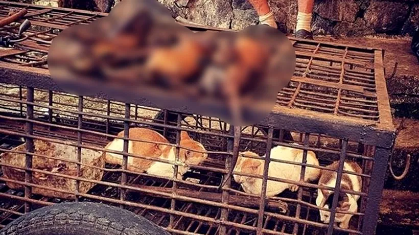 CORONAVIRUS. Primul oraș din China care interzice consumul de câini și de pisici