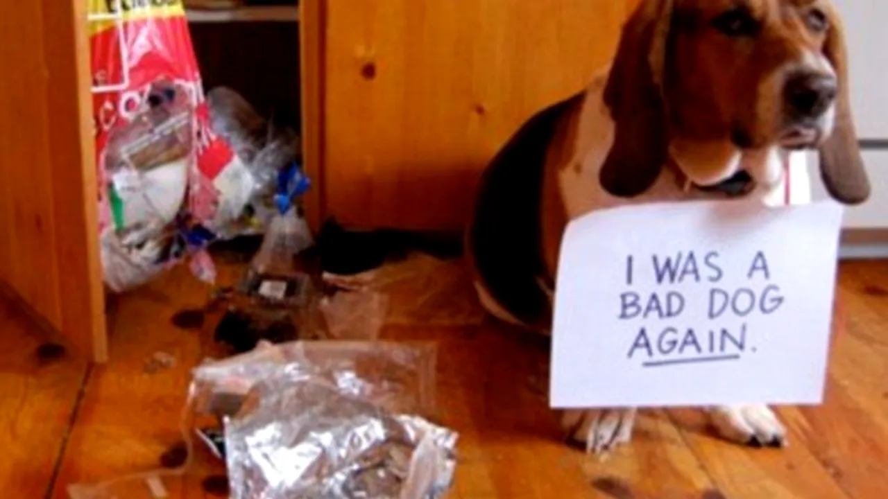 GALERIE FOTO. Câinii care au ajuns pe  