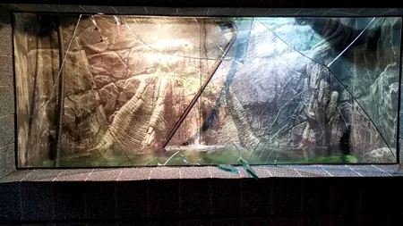 Incident la Acvariul din Constanța: O adolescentă a fost rănită de geamul spart al unui bazin / Directorul: Unii bat cu monede sau chei în geam ca să cheme peștii