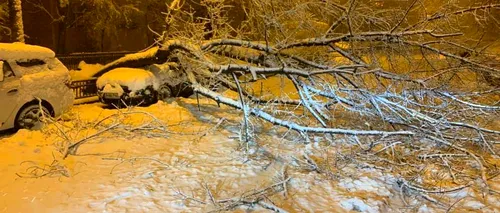 Iarna a creat ravagii în București: 40 de copaci au căzut pe mașini și carosabil, din cauza vremii. Pompierii au avut 106 intervenții