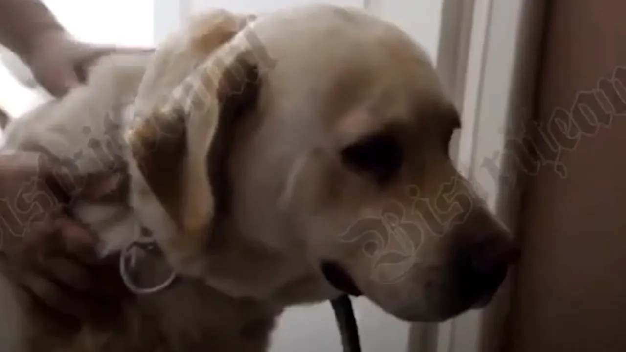 Povestea emoționantă a labradorului care încă își așteaptă stăpânul ucis într-un cumplit accident! „Îi tot curg lacrimi și tot îl caută”- VIDEO