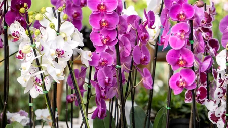 Cum să îngrijești orhideea pentru ca ea să înflorească de trei ori pe an