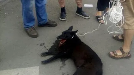 #cugandullaanimale. Un nou caz cu un câine tras după mașină. Martor: Animalul abia respira și era plin de sânge în gură