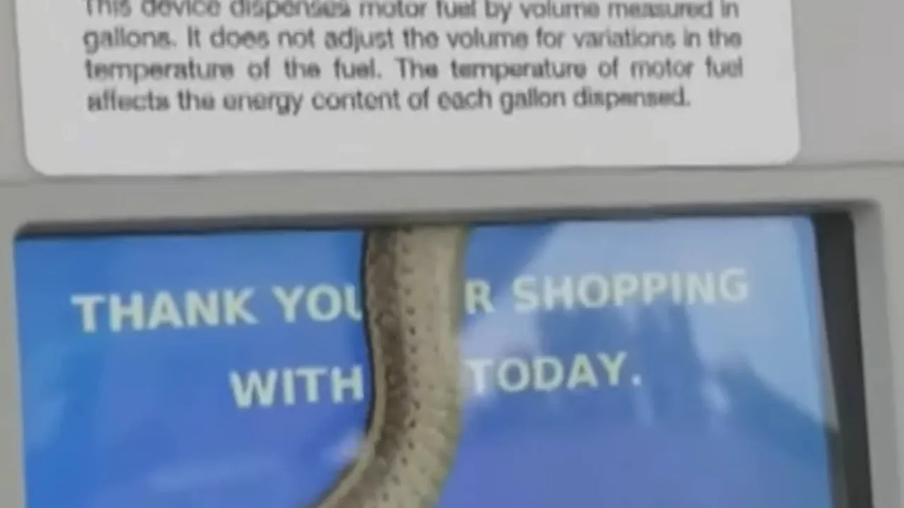 Șarpe, captiv în zona ecranului unei pompe dintr-o benzinărie. Clientă: Am crezut că e o farsă - VIDEO
