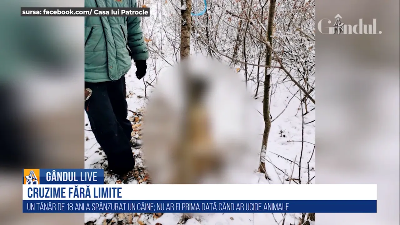 GÂNDUL LIVE. Cruzime fără margini. Un tânăr de 18 ani a ucis fără milă un câine. Băiatul a dus animalul în pădure și l-a spânzurat de un copac