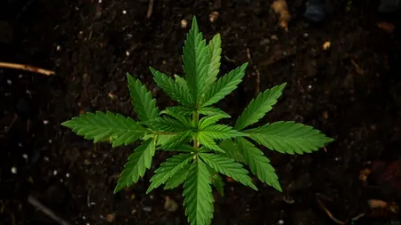 VIDEO. Cum cultivă un tânăr din Dolj canabis în ghivece. ”Mica avere”, descoperită de procurorii DIICOT