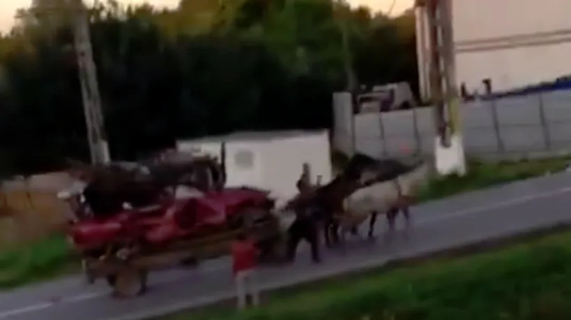 #cugandullaanimale. Imagini revoltătoare: Doi bărbați din Iași au bătut cu bestialitate trei cai - VIDEO