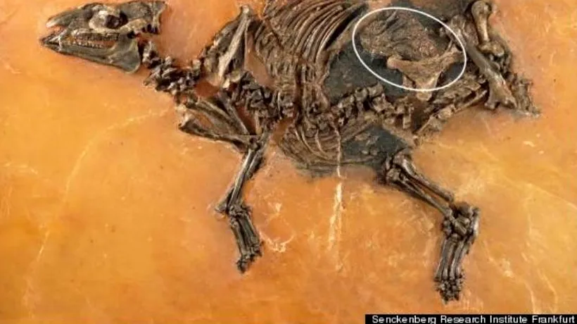 Detaliul inedit descoperit în fosila unui cal mort în urmă cu 47 de milioane de ani