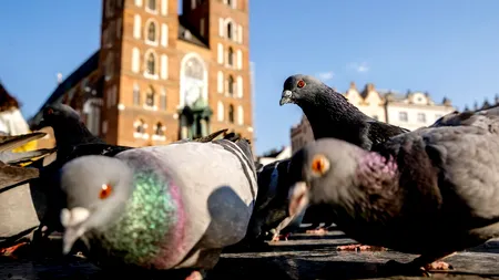 Restaurant chinezesc, închis de autorități: Friptura de rață prăjită era din carne de porumbel mort, adunat de pe stradă