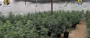 Grupare de TRAFIC de cocaină și cannabis, descoperită în Dâmbovița. Drogurile erau cultivate într-o clădire din orașul Pucioasa