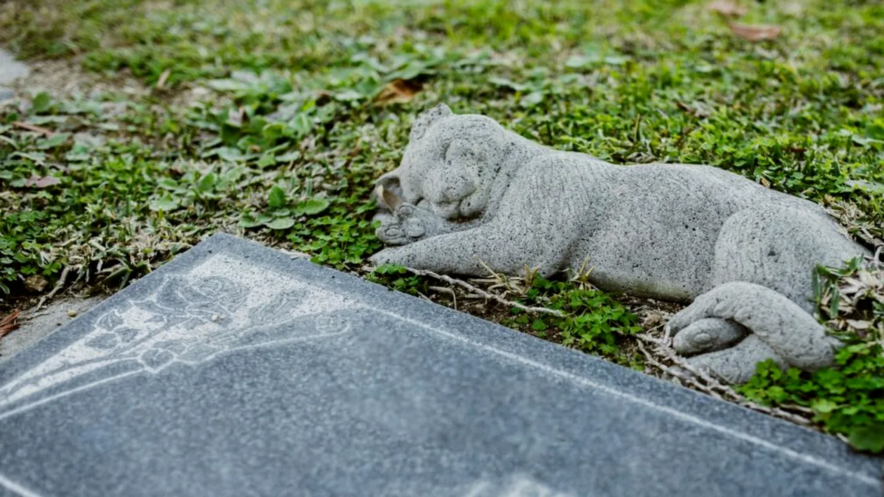 Iașul va avea un cimitir pentru animalele de companie. Consiliul Local a aprobat alocarea unui teren de 2.000 de metri pătrați