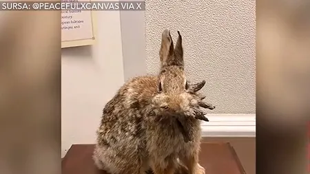 Iepurele „FRANKENSTEIN” bagă spaima în internauți. Care este cauza care-l face înfricoșător pe urecheat