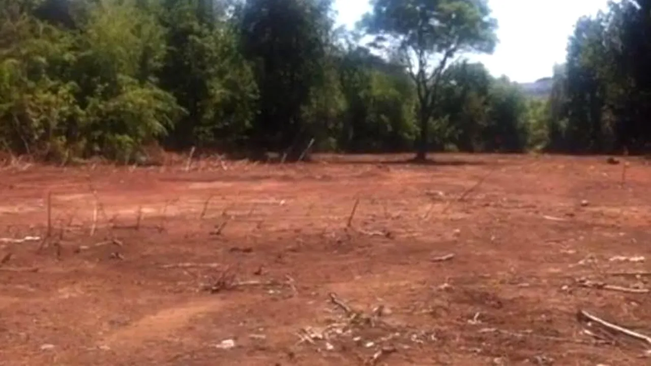 UPDATE. Federația Română de Tenis a defrișat o treime din Parcul Operei pentru a construi terenuri de tenis. Ce susține președintele FRT. VIDEO