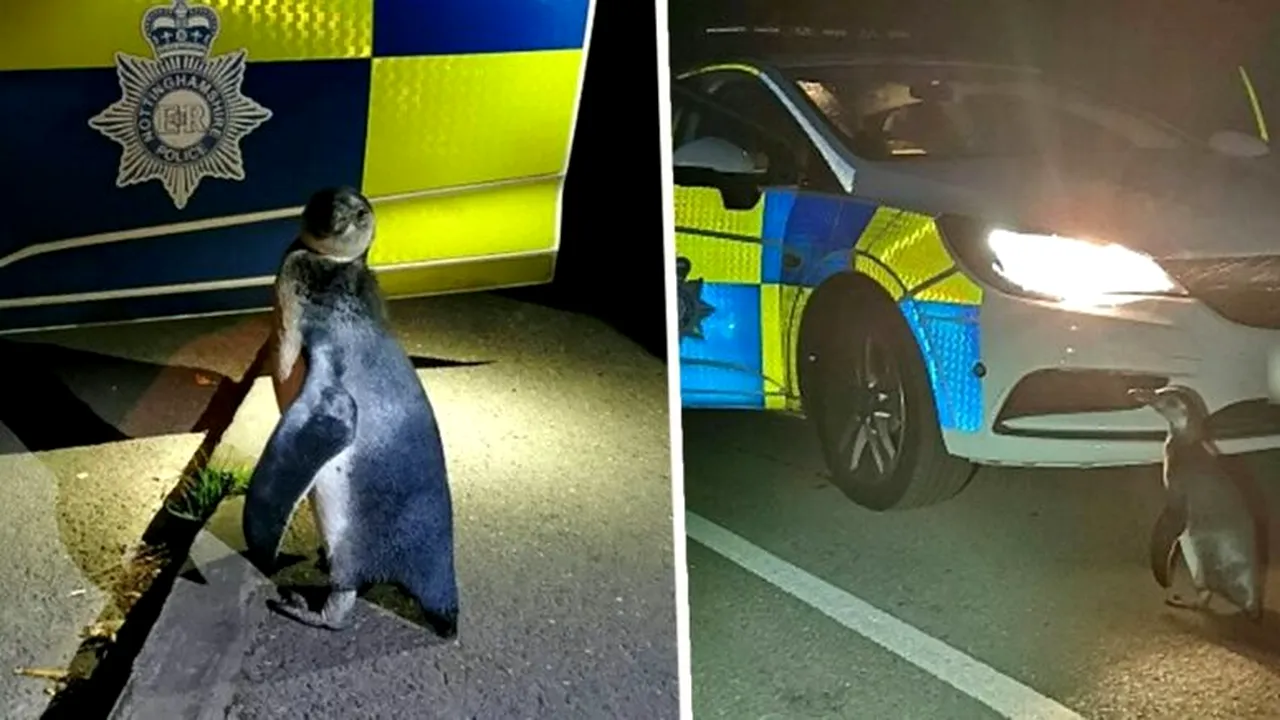 Pinguin ieșit la plimbare pe o șosea din Anglia. Povestea lui Po-Po i-a mișcat pe britanici