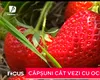 Un bărbat din județul Suceava întors acasă s-a decis să investească în agricultură. Toți banii i-a folosit pentru a planta CĂPȘUNI