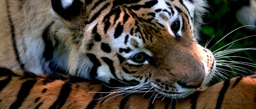 Mai mulți medici din București chemați la Grădina Zoo din Galați, la un tigru bolnav 