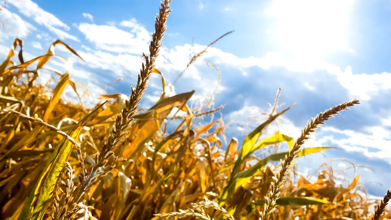 CRIZĂ | Top trei dificultăți cu care se confruntă agricultura pe vremea pandemiei de COVID-19