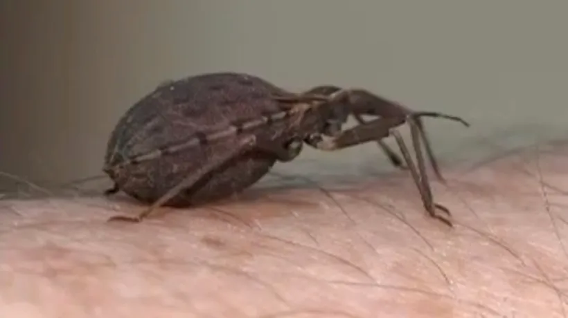 Experții avertizează: insectele pot transmite o boală considerată noua SIDA