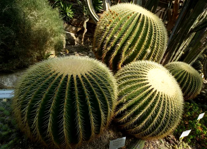 Cactusul poate fi de rău august în Feng Shui. 