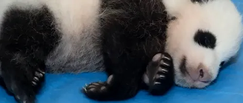 VIDEO. Filmulețul emoționant lansat de Grădina Zoologică din Washington, dedicat unui pui de urs panda