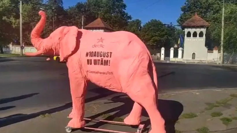 Un elefant roz, dus la instituțiile responsabile pentru tergiversarea anchetei „10 august”, de membrii comunității Declic. Ce semnificație are gestul ONG-ului
