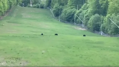 Urși filmați la plimbare în stațiunea Șugaș Băi. Imaginile au devenit virale (VIDEO)