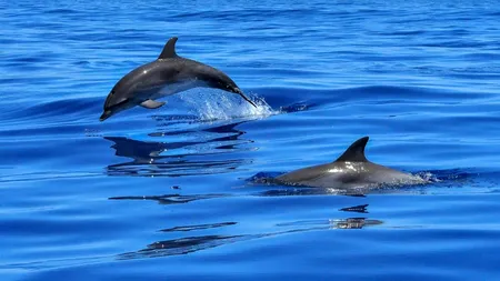 ÎNGRIJORĂTOR. 12 delfini au eşuat în luna aprilie, pe litoralul românesc