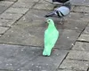 Ce este, de fapt, porumbelul verde fotografiat zilele trecute, într-un oraș din Anglia