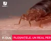 Ploșnițele, un real pericol. Ce spun medicii