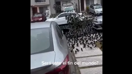 Mii de PĂSĂRI au luat cu asalt străzile din Mexic. Oamenii cred că aceste stoluri nu sunt „niciodată un semn bun”