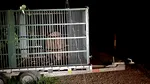 Autoritățile din Brașov au capturat un urs care intra frecvent în zonele locuite. Animalul, relocat anterior, a fost eutanasiat